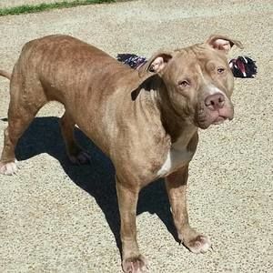 Meet your Posher, Devon